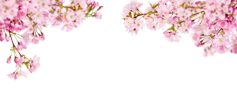 Fresh bright pink cherry blossom flowers on a tree branch in spring, sakura springtime season, isolated against a transparent background.