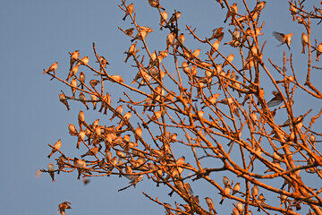 Bergfinken - Fringilla montifringilla 