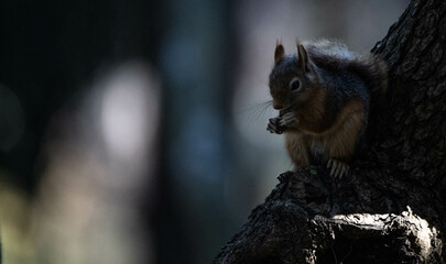 squirrel ,Sciuridae