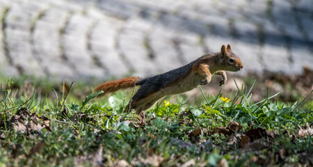 squirrel ,Sciuridae