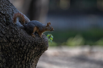 squirrel ,Sciuridae