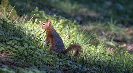 squirrel in the forest