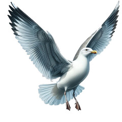 Obraz premium A Seagull isolated on transparent or white background, png