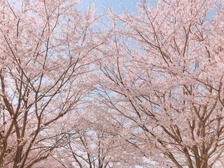 Fototapeta premium さくら
