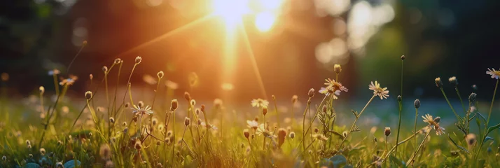 Photo sur Plexiglas Herbe Beautiful field of wild flowers at sunset. Yellow flowers on the background of green grass with the sun sinking on the horizon