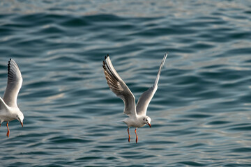 kittiwake,seagull