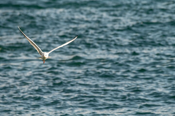 kittiwake,seagull