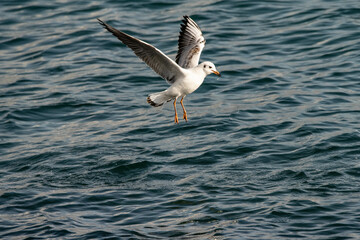 kittiwake,seagull