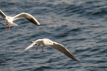 Fototapeta na wymiar kittiwake,seagull