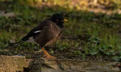 Acridotheres tristis