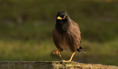 Acridotheres tristis