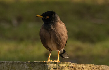 Acridotheres tristis