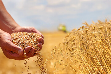 Wheat grain in a hand after good harvest of successful farmer and wheat ears - in a background agricultural machinery combine harvester working on the field