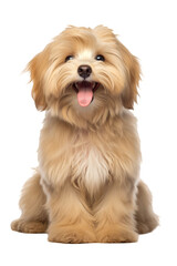 Beautiful happy reddish havanese puppy dog is sitting frontal isolated on a cutout PNG transparent background - obrazy, fototapety, plakaty