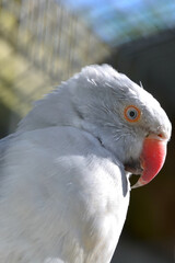 White bird closup portrait. Indian ring-necked parakeet, Psittacula Krameri manillensis, Albino Indian Ringneck