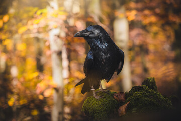 Common raven (Corvus corax) on ground in autumn forest. Dark leaf all around. Common raven portrait.