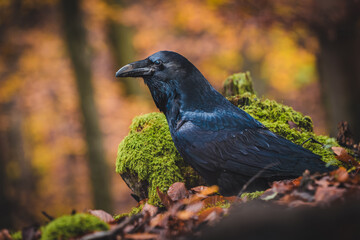 Common raven (Corvus corax) on ground in autumn forest. Dark leaf all around. Common raven portrait.