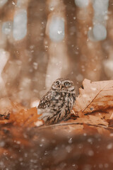 Little owl (Athene noctua) sitting on the ground in winter forest. First snow and owl. Little owl portrait. Owl sitting on dry leafs.