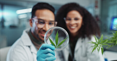 Science, team and analysis on cannabis in laboratory with leaf study, medical research and petri...