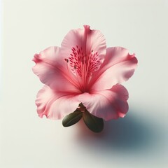 Obraz na płótnie Canvas pink cherry sakura blossom 