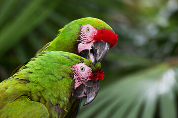 loros dando se un beso