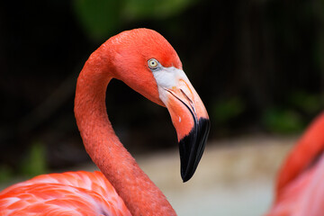 flamenco muy llamativo