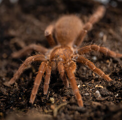 King baboon tarantula Pelinobius muticus