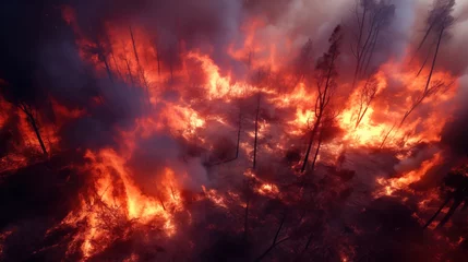  Forest fire destroying rare tree species. Forest fire bird eye view. Flames and smoke are killing taiga © Grispb