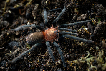 Trinidad pink tarantula Holothele longipes