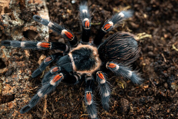 Mexican flameknee tarantula Brachypelma auratum