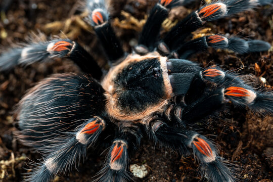 Mexican flameknee tarantula Brachypelma auratum