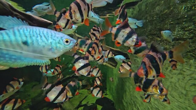 A school of tiger barb fish swimming aound