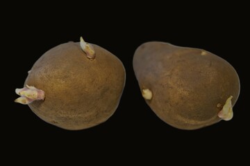 zwei Kartoffeln der Sorte Lilla auf schwarzem Hintergrund
