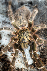 Orange baboon tarantula Pterinochilus murinus