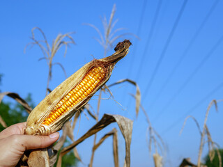 Close-up of harvest dried corn cobs in farmer hand holding