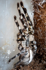 Indian ornamental tree spider Poecilotheria regalis