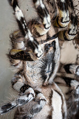 Indian ornamental tree spider Poecilotheria regalis