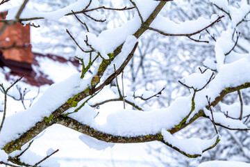 Snow Tree Branches. Winter Landscape. Snowy Forest. Snowdrifts. Cloudy Weather. 