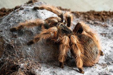 Brazilian black and white tarantula Nhandu coloratovillosus