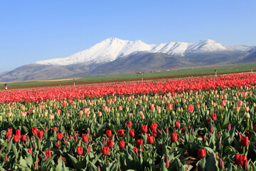 Snowy mountain and tulip field - 730043087