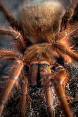 Goliath giant bird eater Theraphosa apophysis
