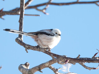 シマエナガ/Long-tailed Tit②