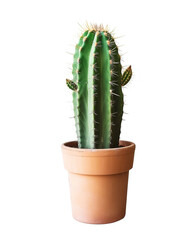 a cactus i a pot on isolated transparent background
