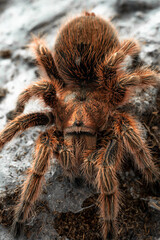 Chilean rose tarantula Grammostola rosea