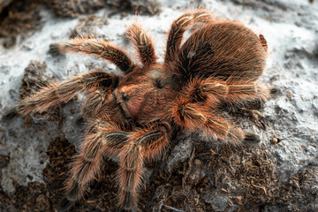Chilean rose tarantula Grammostola rosea