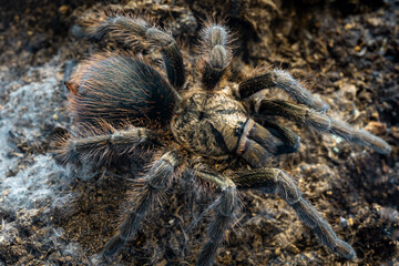 Cuban bronze tarantula Phormictopus auratus