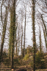German Lakes, lakes in germany, alemania y sus lagos, vias nublados, cloudy day, beautiful view, trees