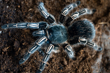 Costa Rican zebra tarantula Aphonopelma seemanni
