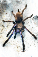 Electric blue tarantula Chilobrachys natanicharum