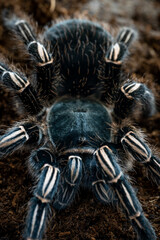 Costa Rican zebra tarantula Aphonopelma seemanni